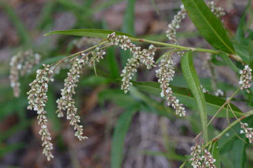 Persicaria densiflora #8